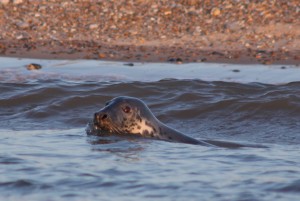 Common Seal at Morston