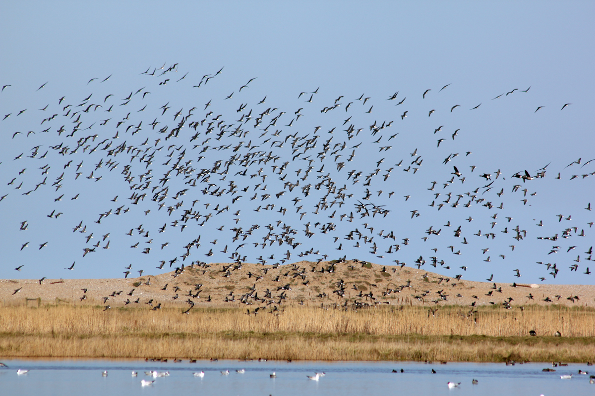 Brent Geese - just disturbed by a Marsh Harrier