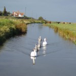Feeding the Swans at Salthouse