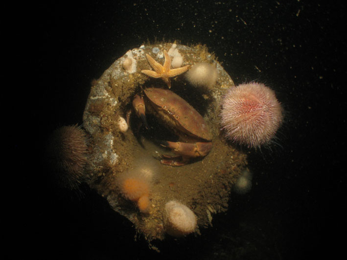 Crab and Sea Urchin